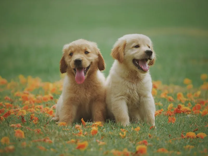 Chien truffier : un allié précieux pour la recherche de truffes